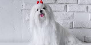 Maybe you would like to learn more about one of these? Long Haired Dog Breeds