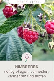 Himbeeren Anbauen Pflanzen Pflegen Ernten Plants Raspberry Plants Container Flowers