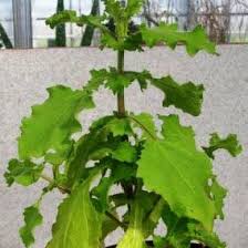 Image result for Guizotia scabra