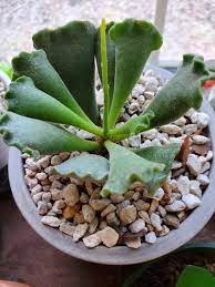 Only water succulents when they are completely dry. A Few Weeks Ago This Key Lime Pie Had Black Spot Now With Some Antifungal It Is Sprouting A Flower Stock So Proud Of This Little One Succulents