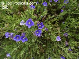 Image result for Nierembergia hippomanica