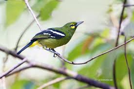 Image result for Ozoroa viridis