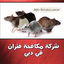 شركة مكافحة الفئران في دبي 0567667142 بيت العز 0567667142 Dubai Animals Hamster