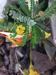 Image result for Biophytum