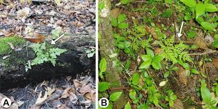 Image result for Anogramma