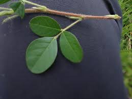 Image result for Grona adscendens