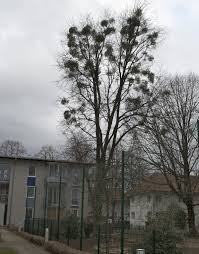 Neuer provinzial hat sein amt angetreten. Silber Ahorn In Der Don Bosco Weg Strasse In Franckviertel Oberosterreich Osterreich