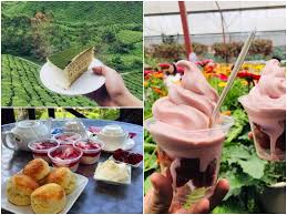 Senarai aktiviti dan tempat menarik di cameron highland waktu malam dan waktu siang : Trip Cameron Highlands Lokasi Kena Singgah Makanan Perlu Cuba Libur