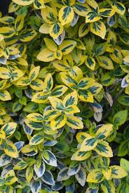 Another class of shrubs with variegated leaves is grown primarily for its garden effect in the same way as plants with overall colored foliage. Euonymus Fortunei Emerald N Gold Plant Flower Stock Photography Gardenphotos Com Flower Stock Photography Yellow Shrubs Planting Flowers