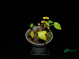 Image result for Begonia vankerckhovenii