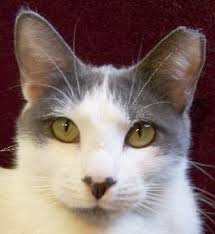 Community cats may interact with a variety of caregivers, veterinarians, and animal control personnel during their lives and so immediate visual identification is necessary to prevent an unnecessary second trapping and surgery. Tipped Or Notched Ear