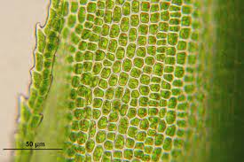 Browse 11,032 plant cell stock photos and images available or search for plant cell structure or plant cell diagram to find more great stock photos and pictures. Modeling A Plant Cell Perkins Elearning