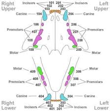 Kitten Teeth Diagram Wiring Schematic Diagram 4 Laiser Co