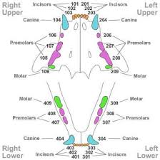 Kitten Teeth Diagram Wiring Schematic Diagram 4 Laiser Co