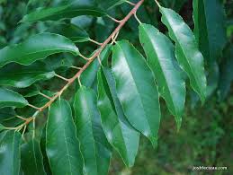 Cherry trees are known for their beautiful blossoms. Foraging Wild Fruit Black Cherry Josh Fecteau