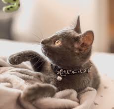 How To Help Your Indoor Cats Hunt For Their Food Mud Bay