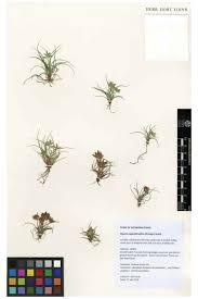 Image result for Cyperus margaritaceus
