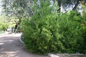 Image result for Maytenus chasei