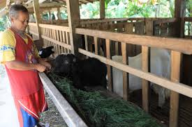 Demikian itu karena untuk di indonesia sangat jarang sekali yang. Etawa Kaligesing Kambing Cantik Harga Selangit