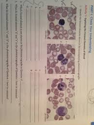 Blood is a fluid connective tissue composed of 55% plasma and 45% formed elements including wbcs, rbcs, and platelets. Part I Check Your Understanding Activity 1 Chegg Com