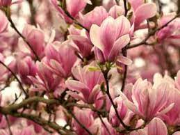 What flowers bloom in spring? Flower Trees Top 5 Spring Blooming Shrubs And Trees