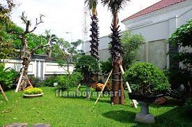 Untuk itu, pohon yang satu ini juga sangat cocok ditanam di pekarangan rumah minimalis atau pun bahu jalan untuk peneduh bergaya pohon sakuran di jepan namun dengan versi yang berbeda. Taman Tropis Depan Rumah Tukang Taman Surabaya Jasa Taman Surabaya