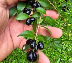 Image result for Eugenia capensis