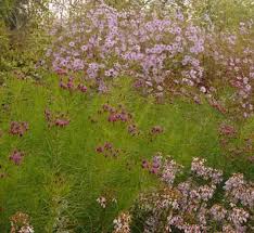 Image result for Vernonia potamophila