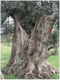 La nocellara del belice rappresenta una cultivar molto pregiata ed è, tra le varietà autoctone siciliane, probabilmente una delle più stimate in assoluto, tanto che nel 1998 ha ottenuto la certificazione dop (denominazione di origine protetta). Sustainability Free Full Text The Monumental Olive Trees As Biocultural Heritage Of Mediterranean Landscapes The Case Study Of Sicily Html
