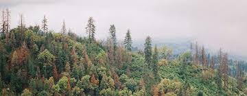 Michael Ziman Launches A Carbon Reduction Initiative in One Tree Pledge