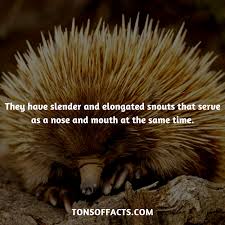 They Have Slender And Elongated Snouts That Serve As A Nose And Mouth At The Same Time Echidna Echidnas An Fun Facts About Animals Animal Facts Whale Facts