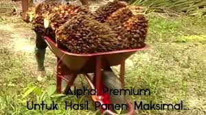 Untuk kelapa sawit berumur di bawah 5 tahun (pohon masih pendek), bisa menggunakan dodos terbuat dari carbon steel atau kampak yang terbuat dari angkong adalah kereta sorong satu roda yang digunakan sebagai tempat atau wadah buah/tbs yang akan dibawa ketempat pengumpulan hasil. Gerobak Sawit Alpha Untuk Panen Maksimal Pada Perkebunan Sawit Kereta Sorong 2x Lebih Kuat By Sonny
