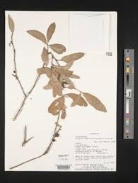 Image result for Maytenus chasei