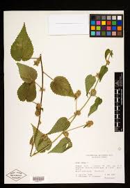 Image result for Sida urens