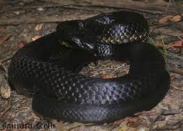 Black Tiger Snake Notechis Scutatus Black Tigers Snake Pit Viper