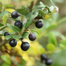 Holly trees are slow growing trees with a life expectancy of roughly 100 years. 5 Favorite Varieties Of Holly