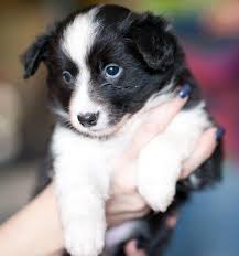 Chiots Borders Collies Chiot Border Collie Chien