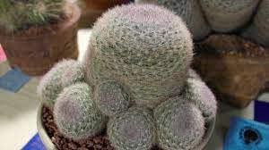 Jewels of the cactus and succulent show. Intercity Show 2019 Updated Youtube
