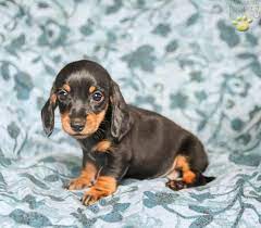 Dachshund puppies for sale in pa cheap. Harper Dachshund Mini Puppy For Sale In Sacramento Pa Happy Valentines Day Happyvalentinesday2016i