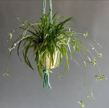 Como Reproducir La Cinta Jardinatis Consejos De Jardineria Cinta Planta Jardineria
