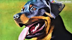 Rottweiler Yagli Boya Siparis Icin Iletisime Gecebilirsiniz Rottweiler Kopek Renkler