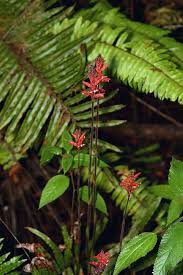 Image result for Cyathula lanceolata