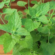 Mulching is unnecessary considering catnip's vigorous growing habits and tolerance of drought conditions. Catnip Seeds Ferry Morse Home Gardening 202 S Washington St Norton Ma 02766