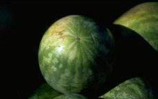 Watermelon Fruit Arabic Vocabulary Madinah Arabic