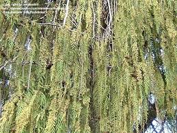 Image result for Cupressus funebris