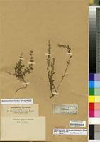 Image result for Micromeria imbricata