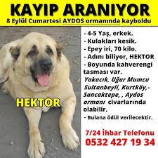 Haysev Kayip Patiler Istanbul Aydos Ormani Kayip Kopek Iletisim 0532 427 19 34 Yer Istanbul Bir Uyemizin Iletisidir 4 5 Yaslarinda Oldukca Iri 70 Kilo Kulaklari Kesik Erkek Ismi Hektor Ismini Bilir Boynunda Kahverengi Tasmasi
