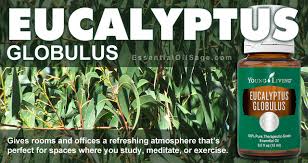 Of the 300 species of eucalyptus trees in the world, eucalyptus globulus is the best known. Young Living Eucalyptus Globulus Essential Oil Buy Here