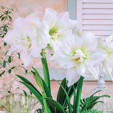 Double Amaryllis White Nymph Hippeastrum K Van Bourgondien Amaryllis Bulb Flowers Wholesale Flowers