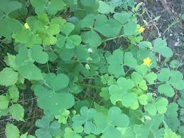 Mix edible plants into your landscape. How To Identify Wood Sorrel Foraging For Edible Wild Greens Good Life Revival